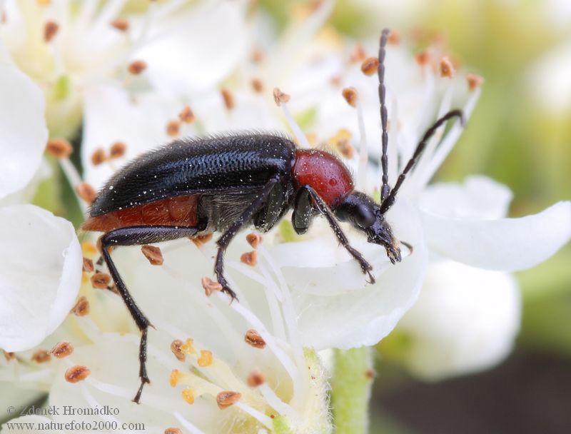 tesařík červenoštítý, Dinoptera collaris, Cerambycidae, Rhagiini (Brouci, Coleoptera)